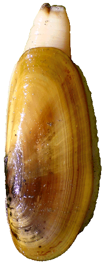 Razor Clam; length of shell is about 5.5 inches